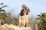 CANE CORSO 367